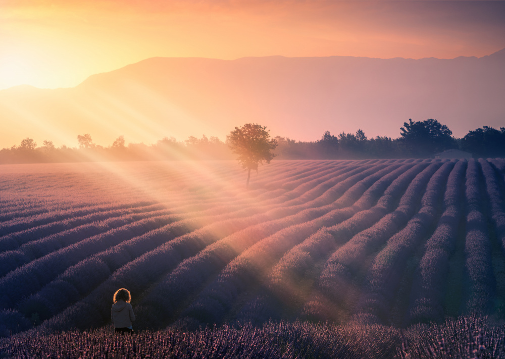 Walking among lavenders A739320 von joanaduenas