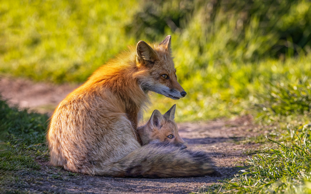 Foxes, Maternal Love von Joanna W