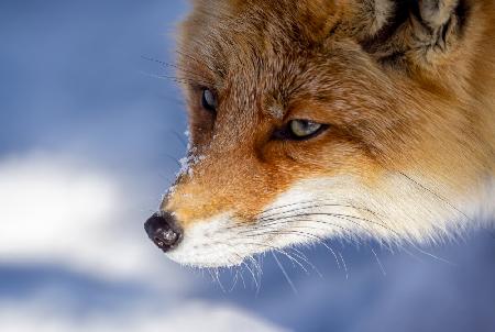 Japanese Fox