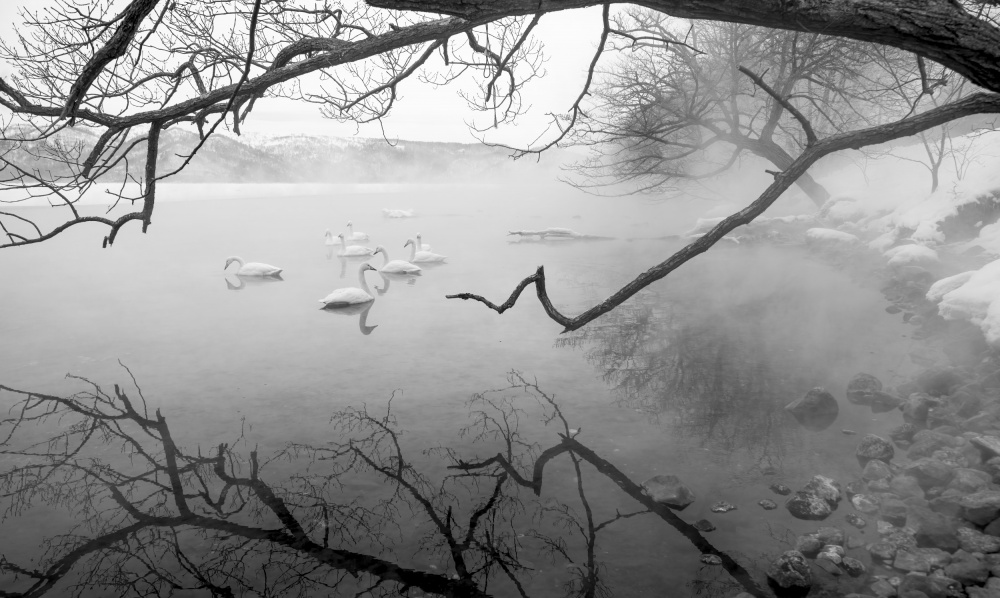 Swans in hot springs von Joanna W