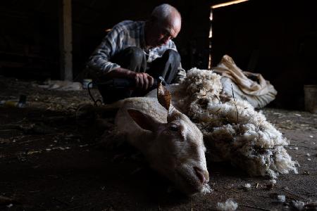 Sheep shearing