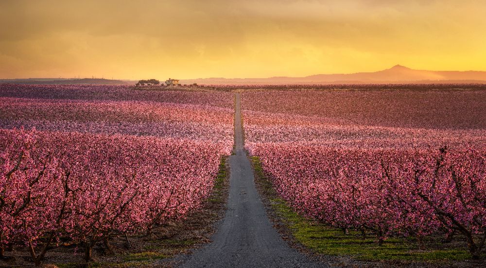 Blüte von Joaquin Guerola