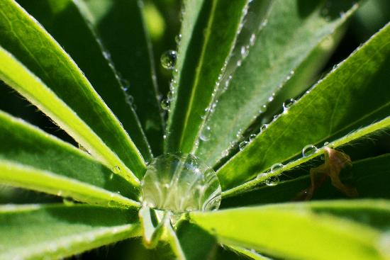 Tautropfen in einer Lupine von Jochen Lübke