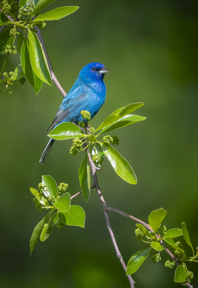 &quot;Indigo Bunting&quot; von Joe Gliozzo