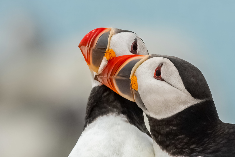 Puffin Lovin von Joe Gliozzo