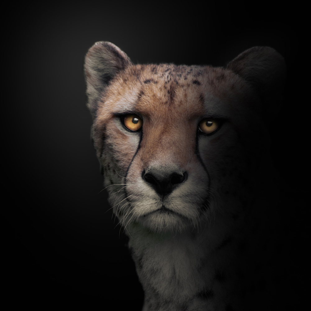 Cheetah von Jörg Vollrath