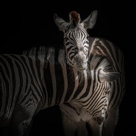 ... Zebra