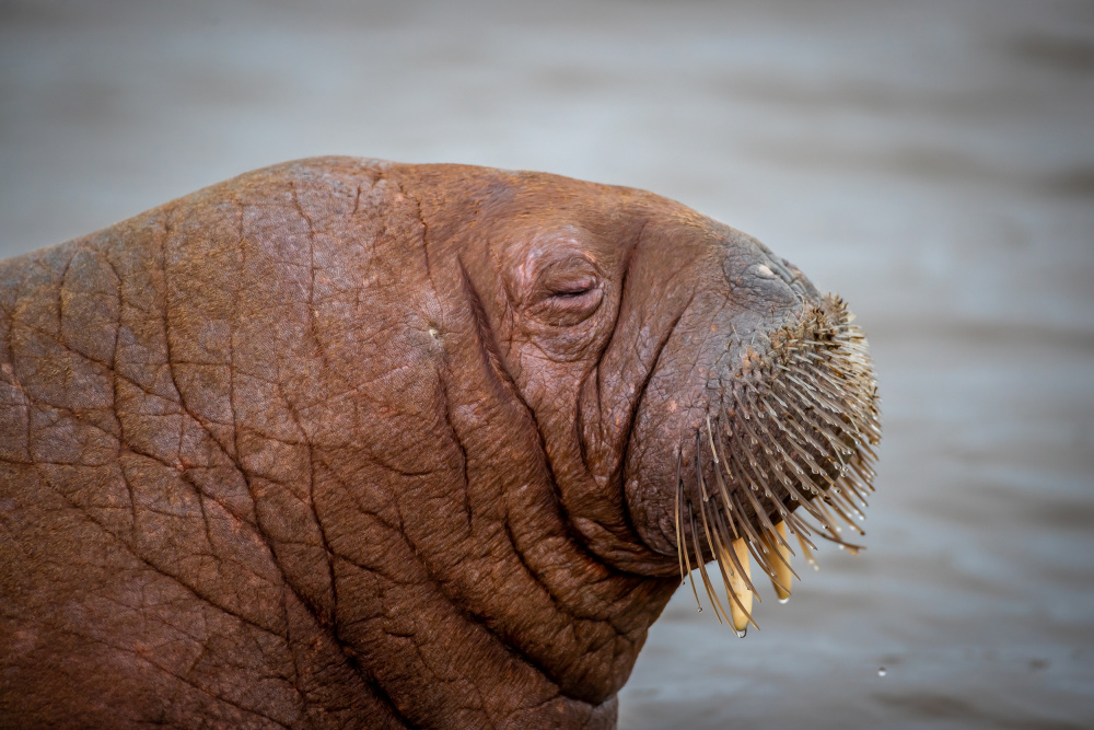 Odobenus rosmarus (Walrus ...in Danish : Hvalros ) von Jørgen Sørensen