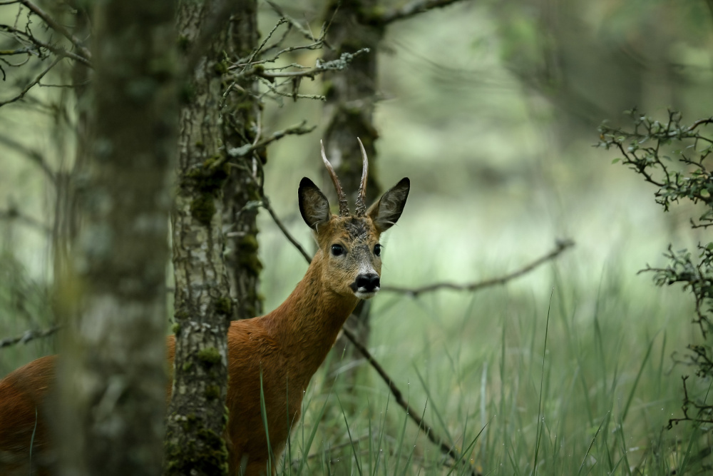 Roe deer von Jørgen Sørensen