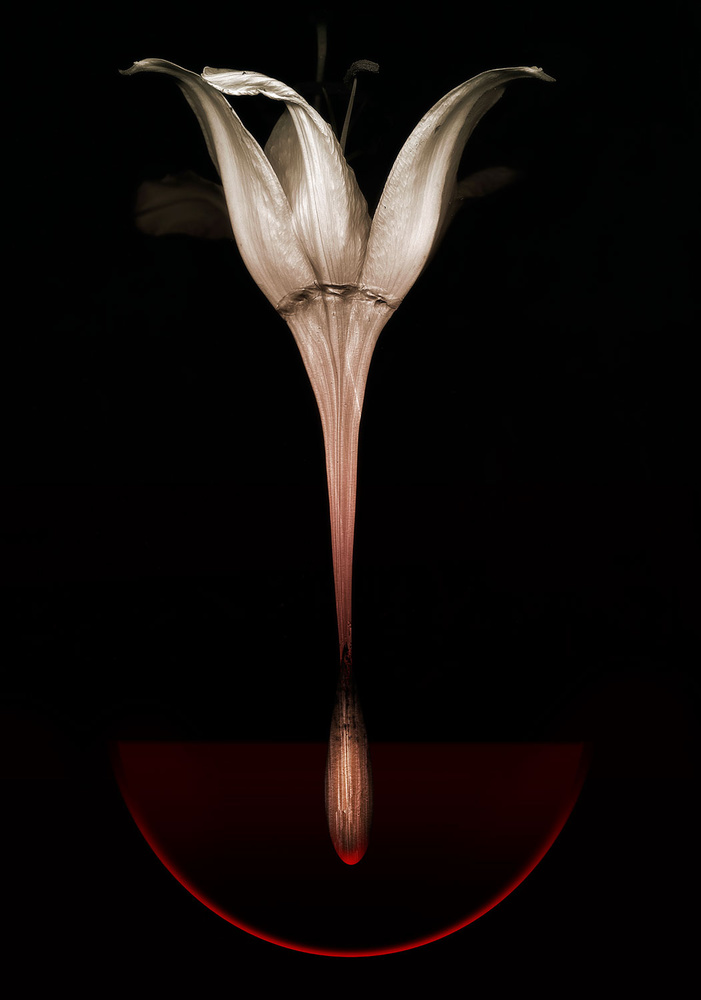 Floating lily von Johan Lilja