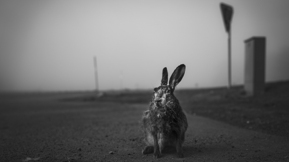 Bruised hare von Johan Wallqvist