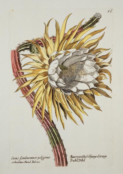 Cereus Scandens Minor Polygonus from 'Phythanthoza Iconographica', published in Germany von Johann Wilhelm Weinman