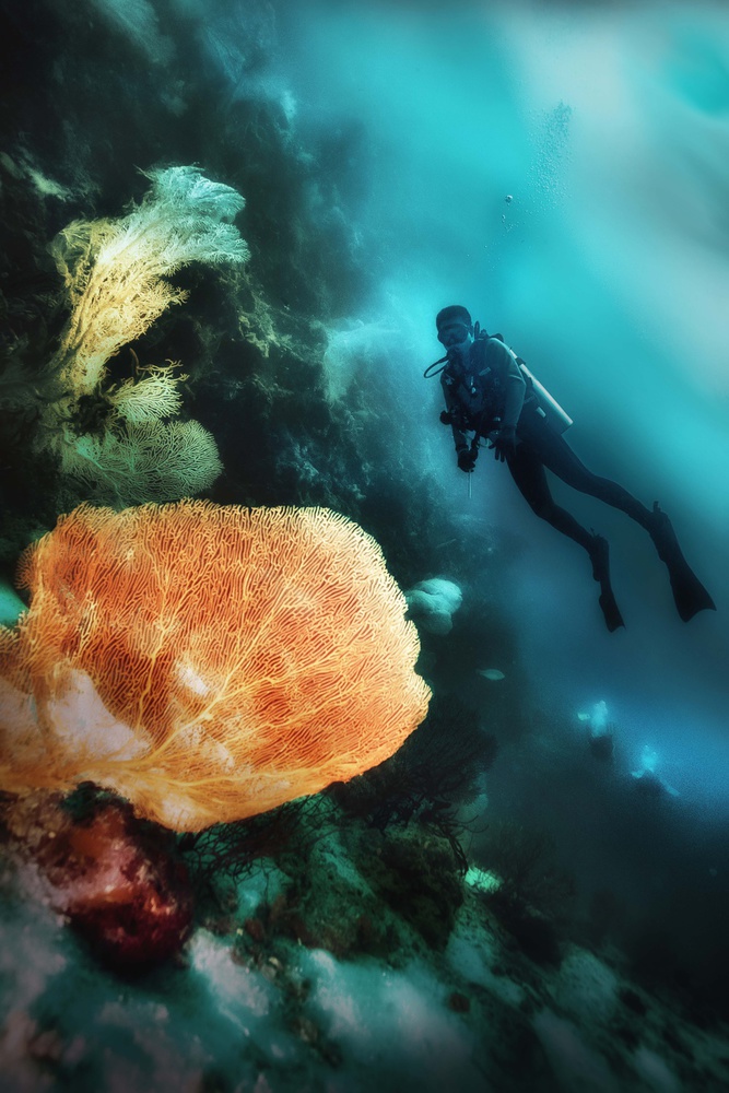 Underwater Beauty von Johannes Oei