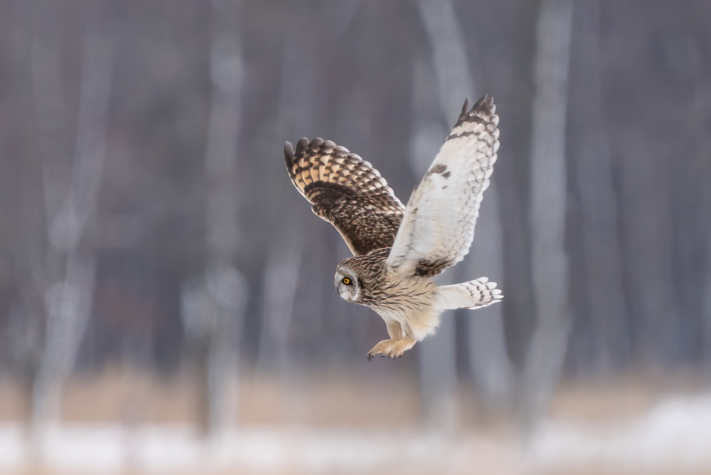 Approaching the Prey von John Fan