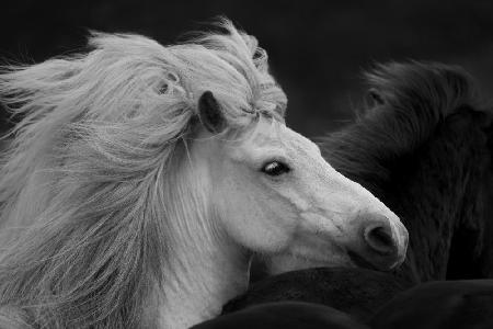 Bad Hair Day