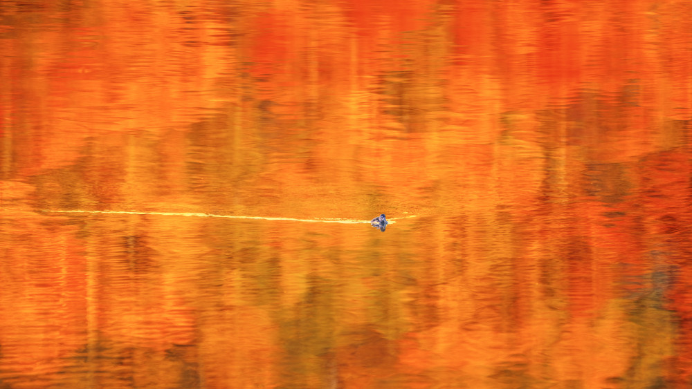 The Autumn Pond von John Fan