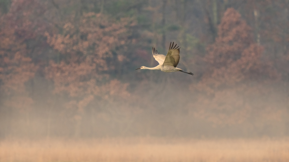 Through the Morning Fog von John Fan