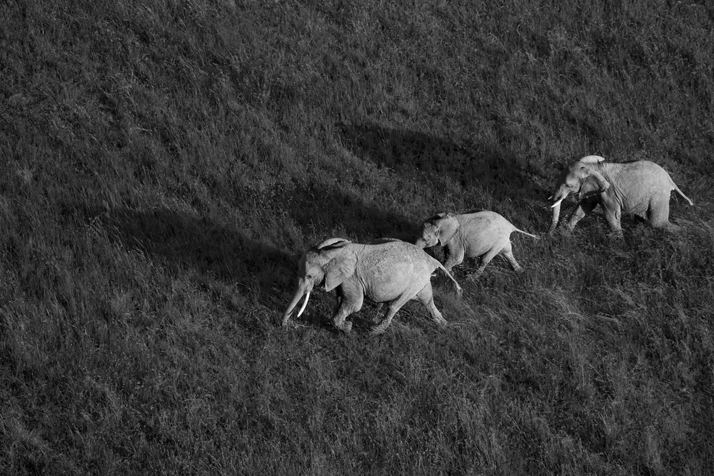 Family Walk von John Fan