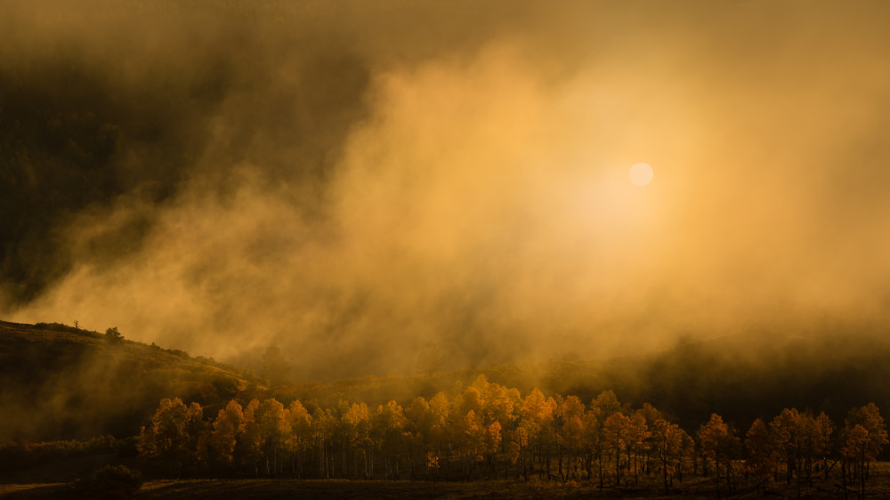 Golden Forest von John Fan