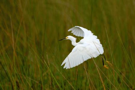 Grass Hopper