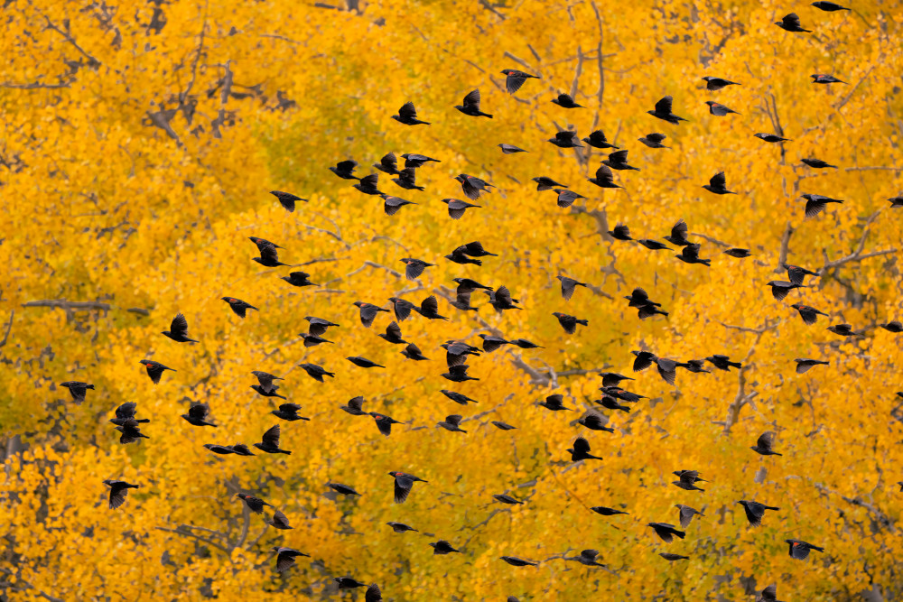 Flying into the Forest von John Fan