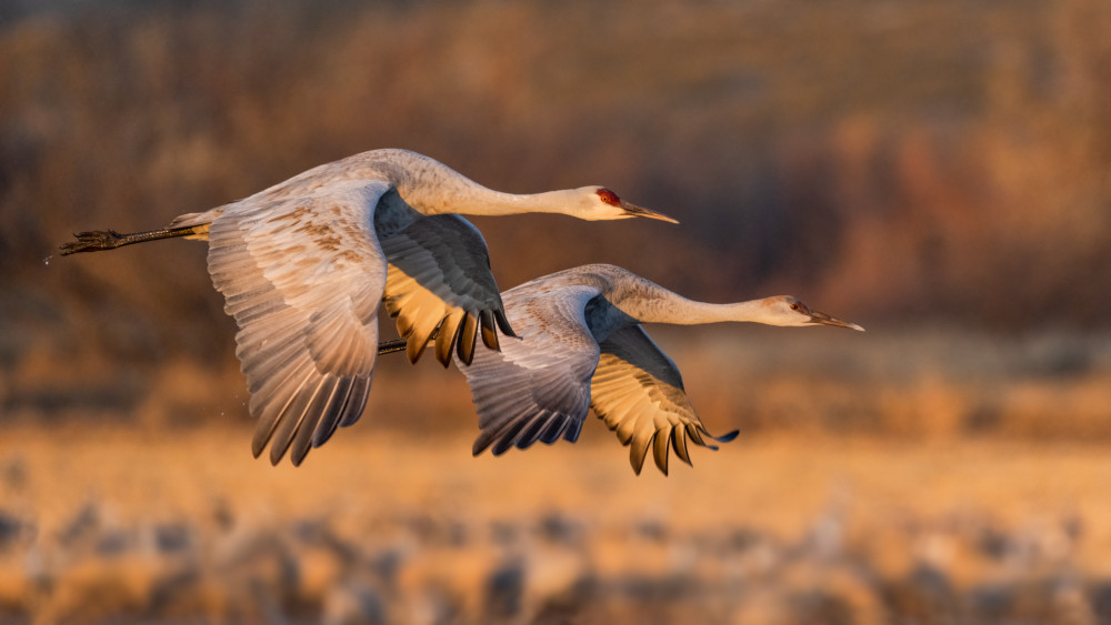 Love Birds von John Fan