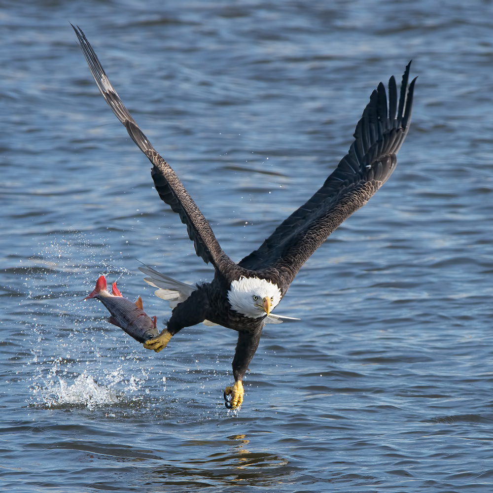 Lunch over Mississippi von John Fan