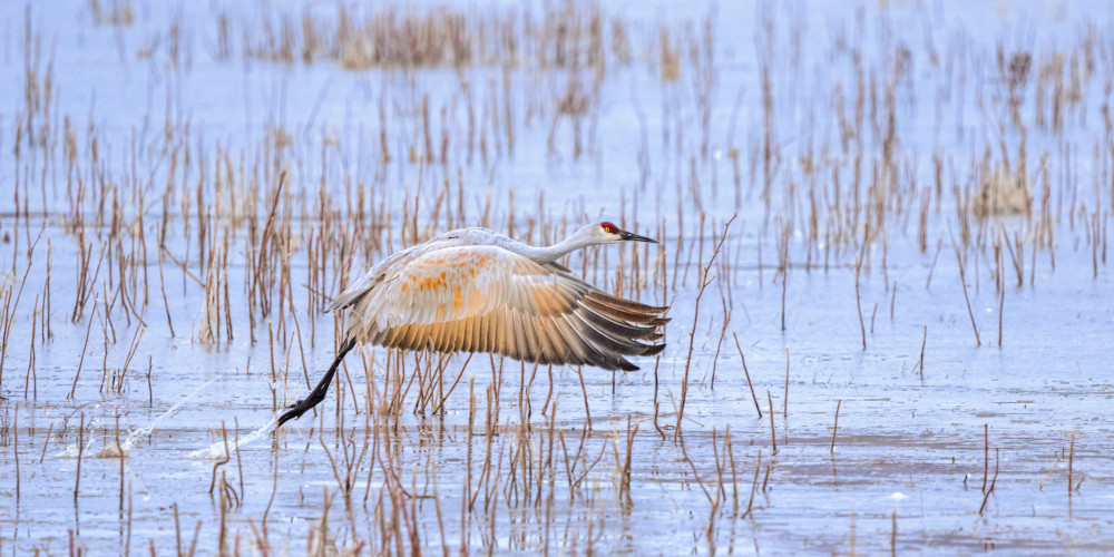 Morning Flight von John Fan