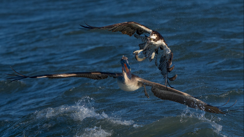 Robbery on the Ocean von John Fan