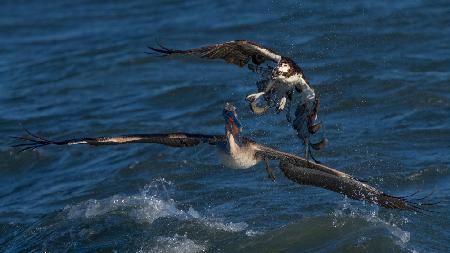 Robbery on the Ocean