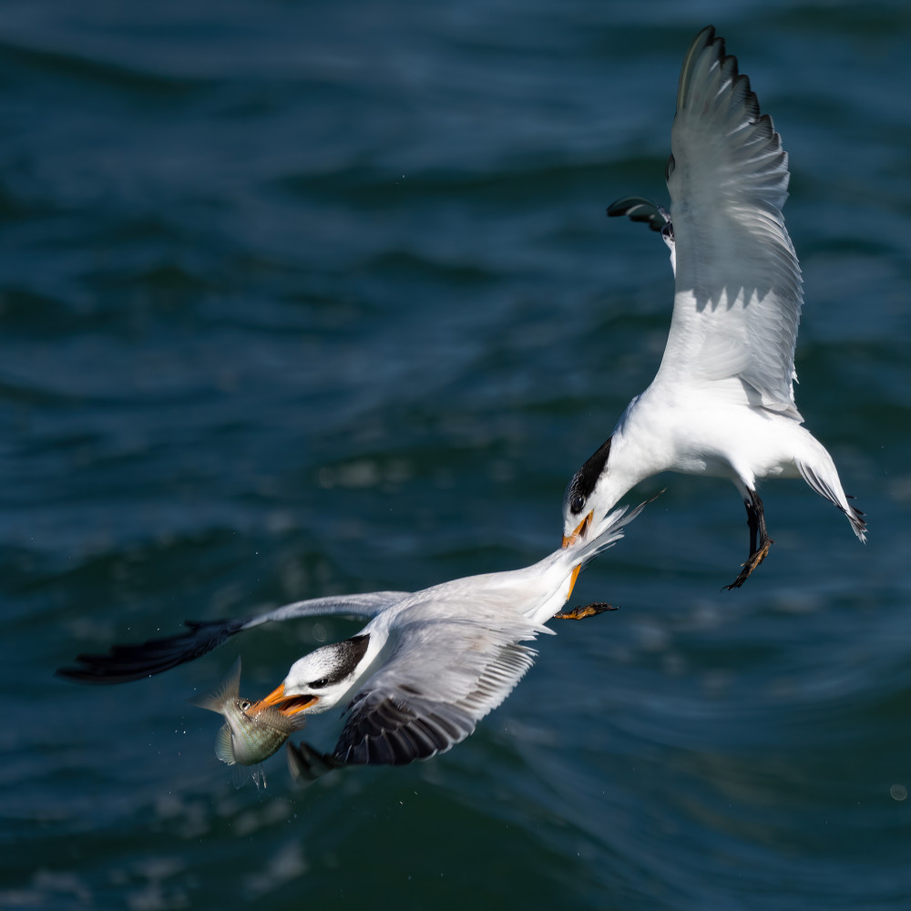 Robbery on the High Sea von John Fan