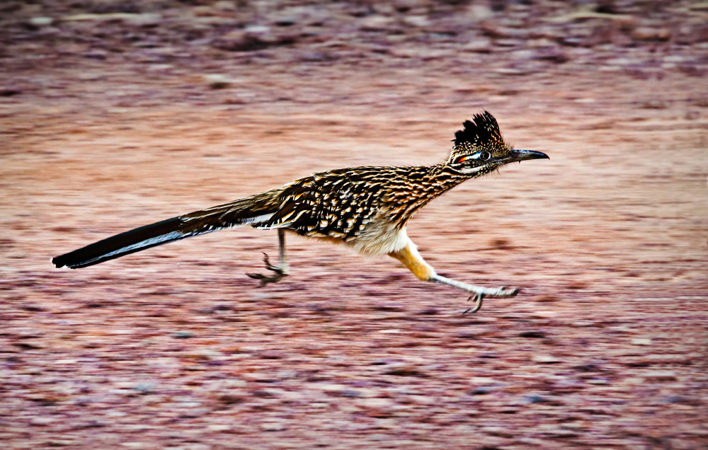 Road Runner von John Fan