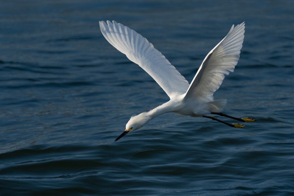 Gliding over the Ocean von John Fan