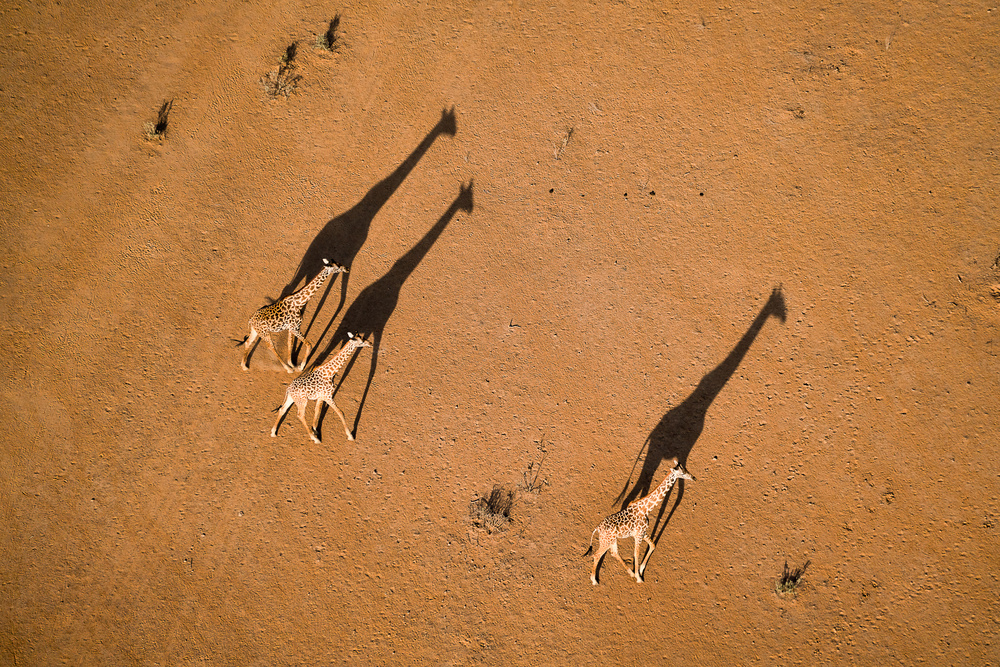 Walking under Sunset von John Fan