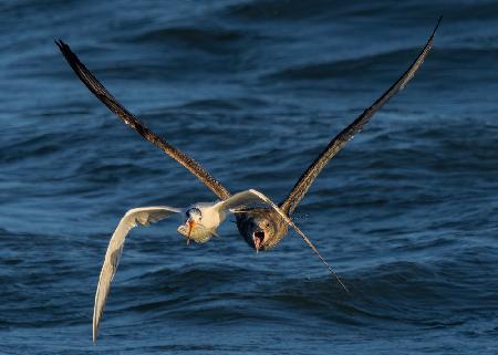 Chase on the High Sea