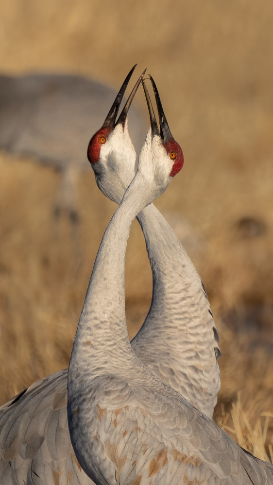 Sign of Affection von John Fan