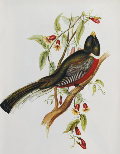 Trogon Ambiguus von John Gould