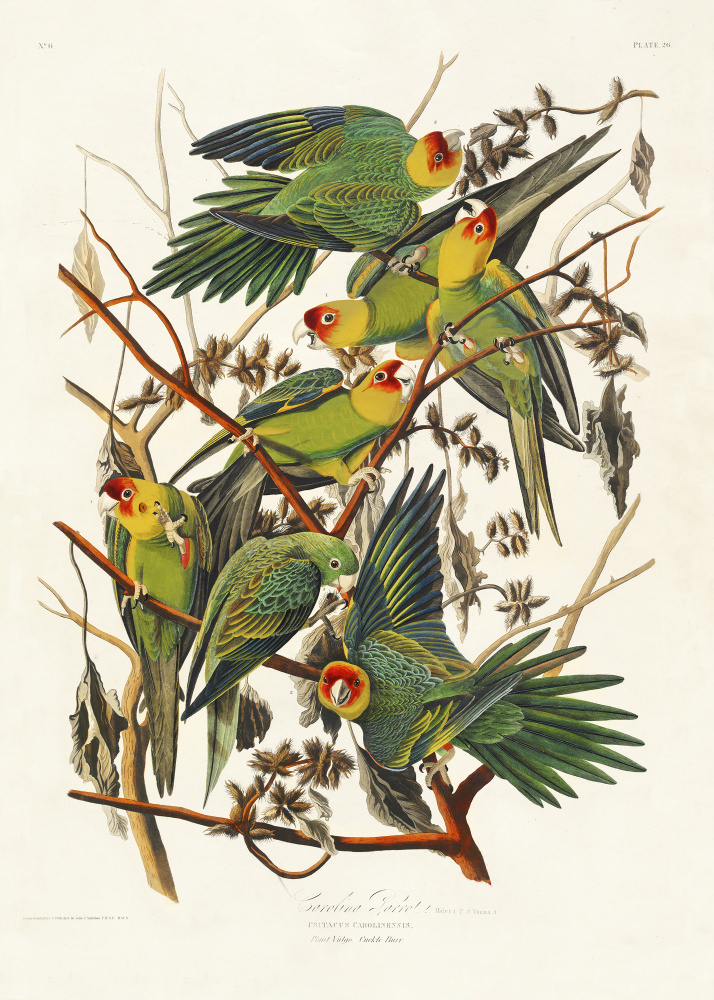 Carolina Parrot From Birds of America (1827) von John James Audubon