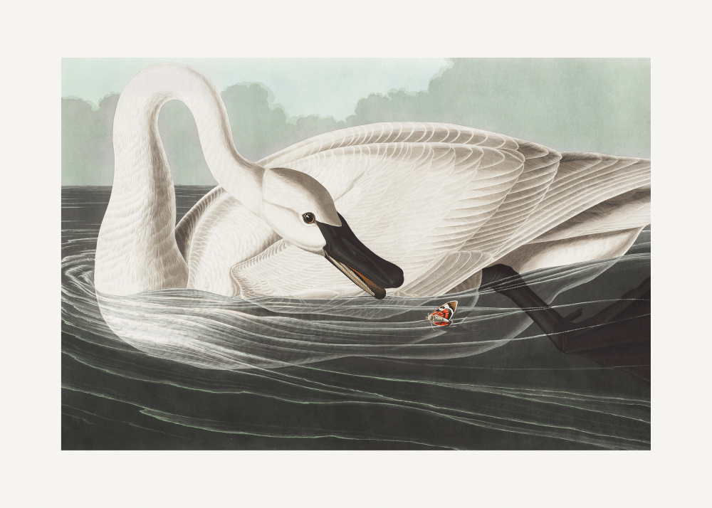 Trumpeter Swan From Birds of America (1827) von John James Audubon