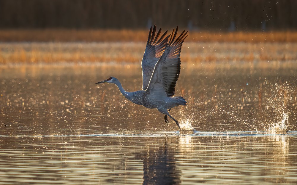 Take Off von John J. Chen