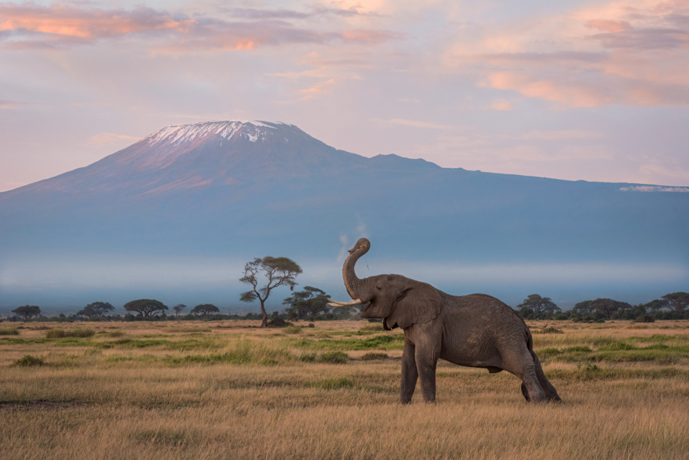 The Morning of Kilimanjaro von John J. Chen