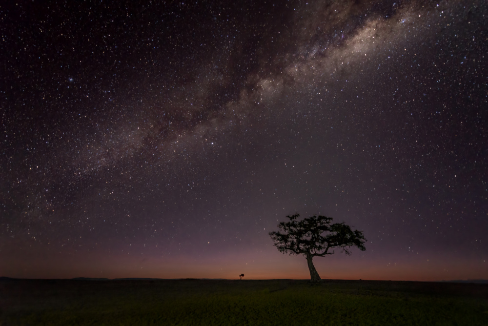 The Night of Maasai Mara von John J. Chen