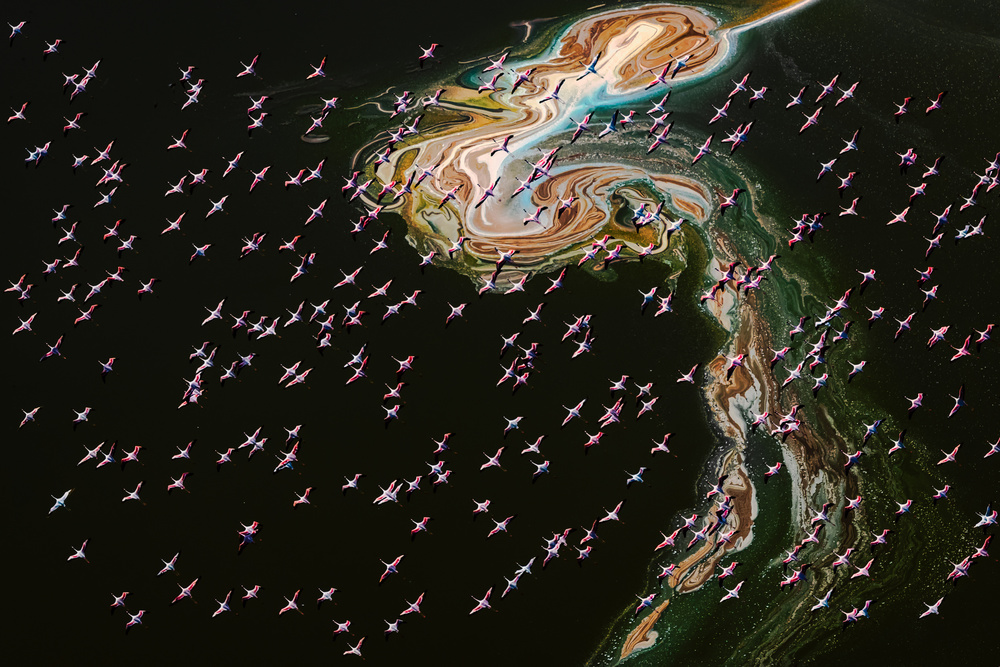 Hundreds of Flamingos von John J. Chen