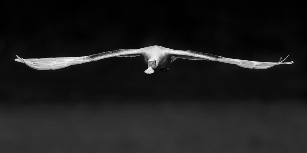 Roseate Spoonbill von John J. Chen