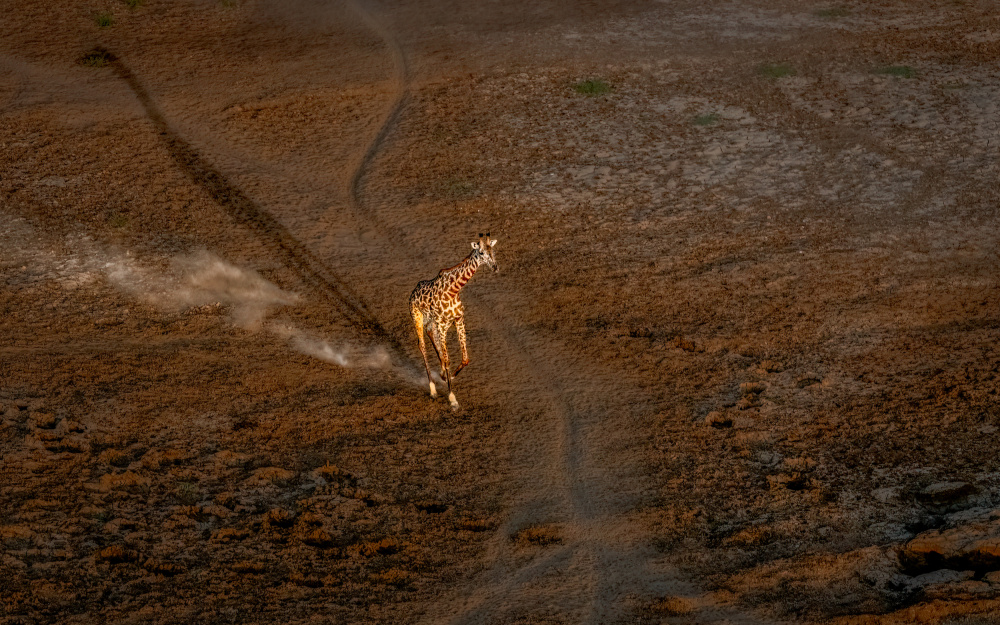 Trot von John J. Chen