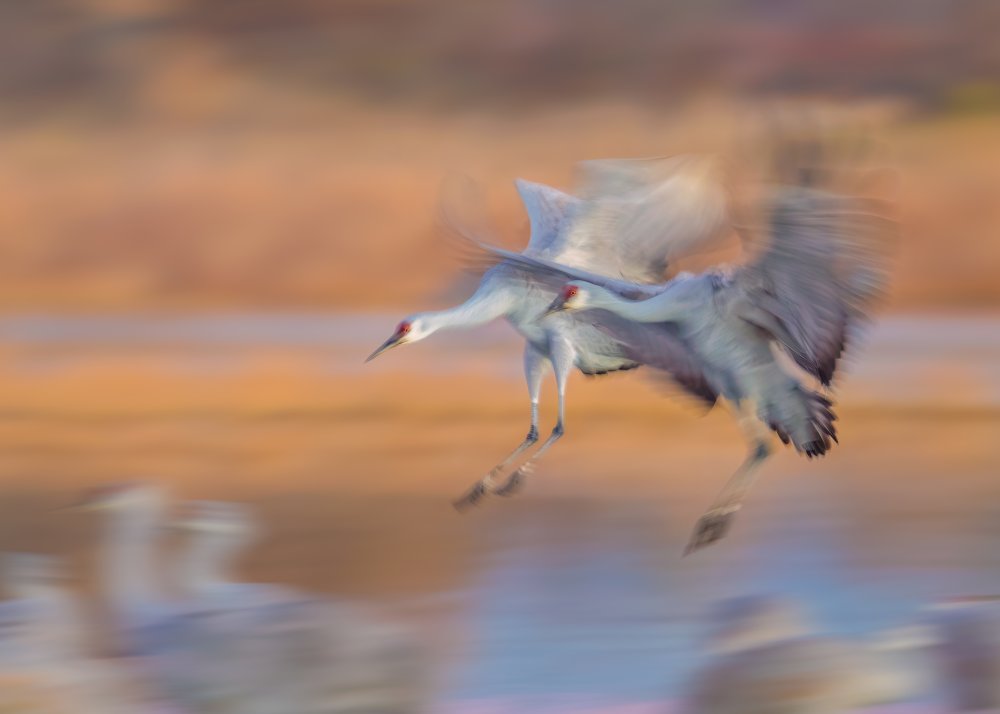 Back Home von John J. Chen