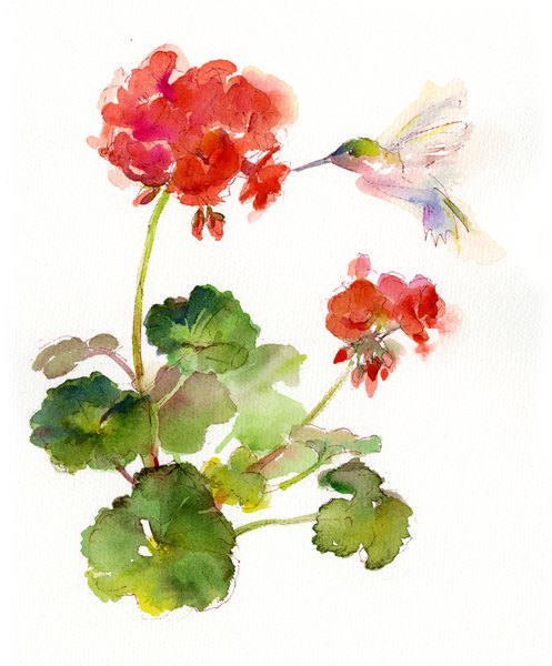 Hummingbird with Geranium von John Keeling