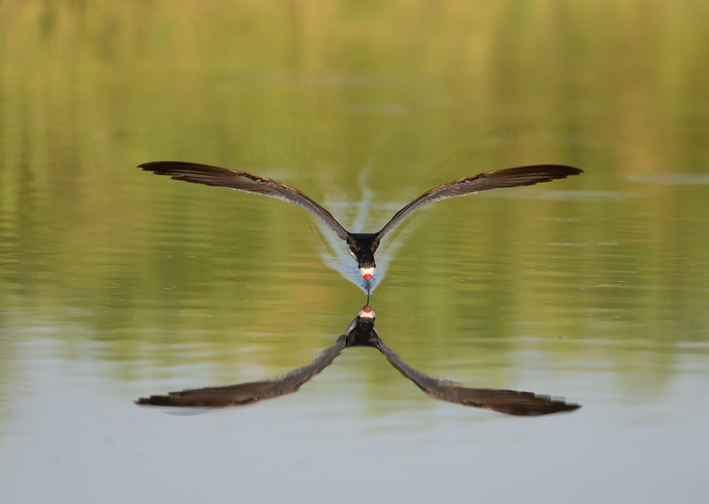 Black skimmer von John Ling