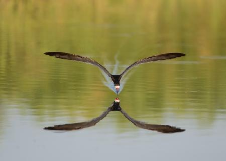 Black skimmer