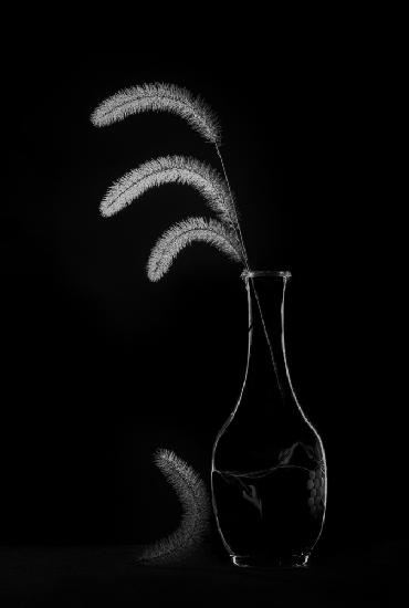 Dogtail grass in the winter